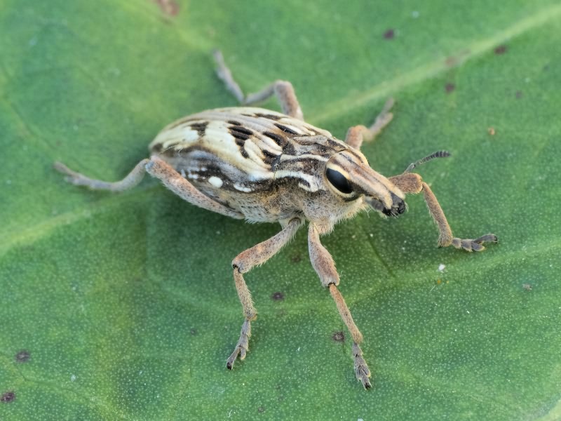 Coniocleonus nigrosuturatus (Goeze, 1777)